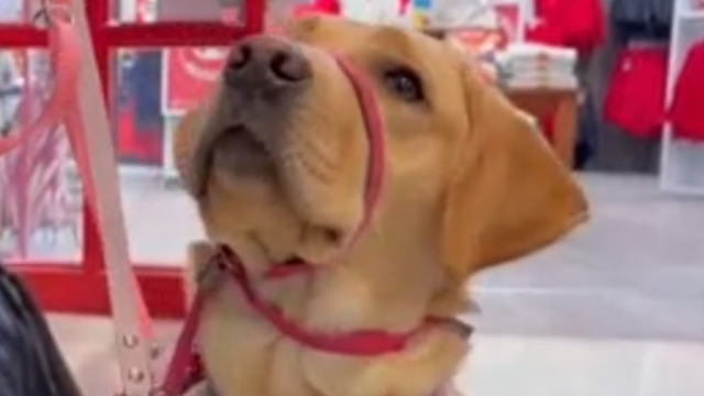 University of Maryland students train future guide dogs