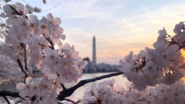 Cherry blossom peak bloom arrives in DC, boosted by warm weather