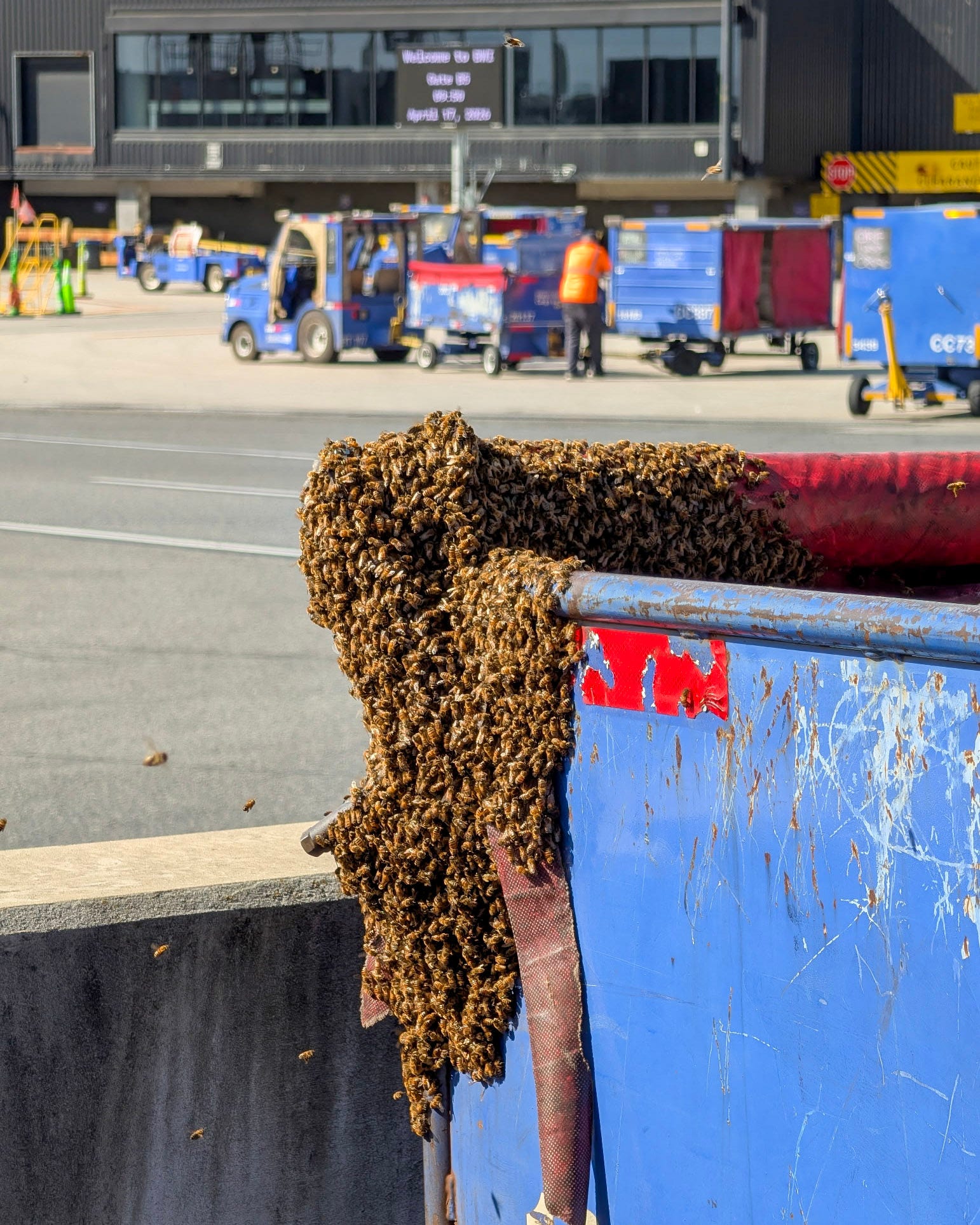 20,000-bee swarm safely removed from BWI Airport