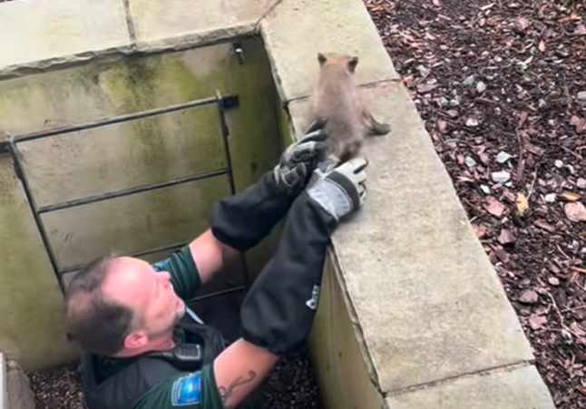 7 fox kits rescued after being trapped in a window well in Alexandria