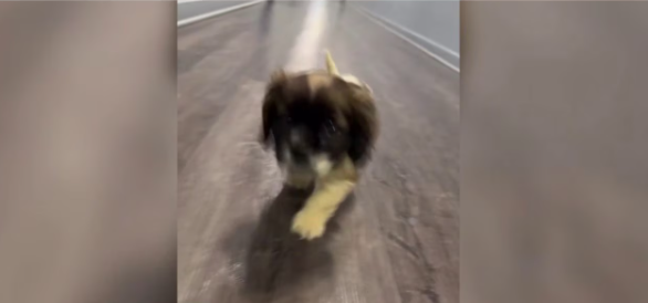 5 arrested for burglary in DC; puppy taken from home still missing