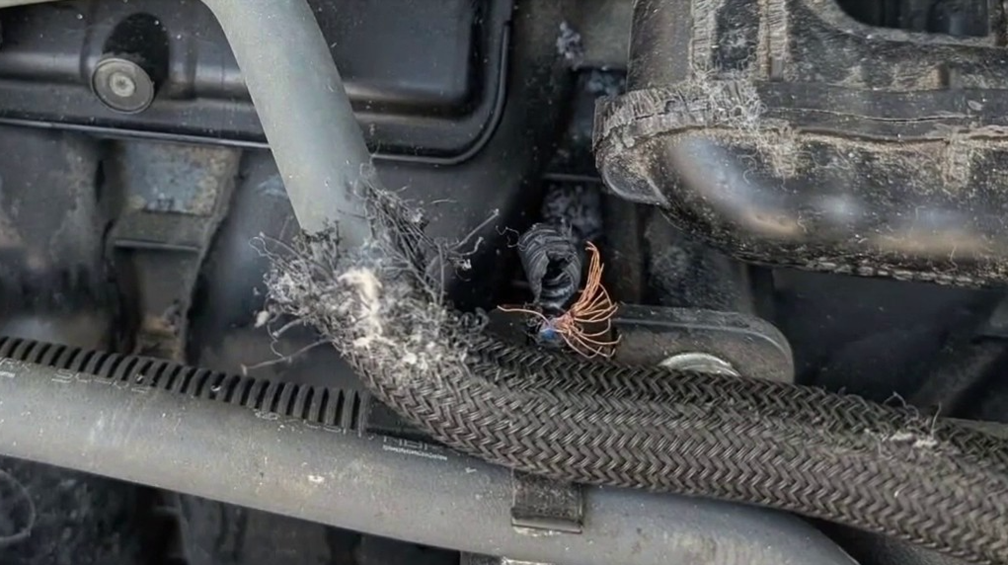 Pregnant rat causes $15,000 in damage to car during DC visit, highlighting growing rodent problem