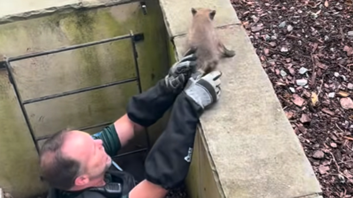 7 fox kits rescued after being trapped in a window well in Alexandria