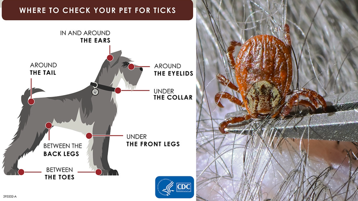 What to do if your dog has a tick and how to handle it safely
