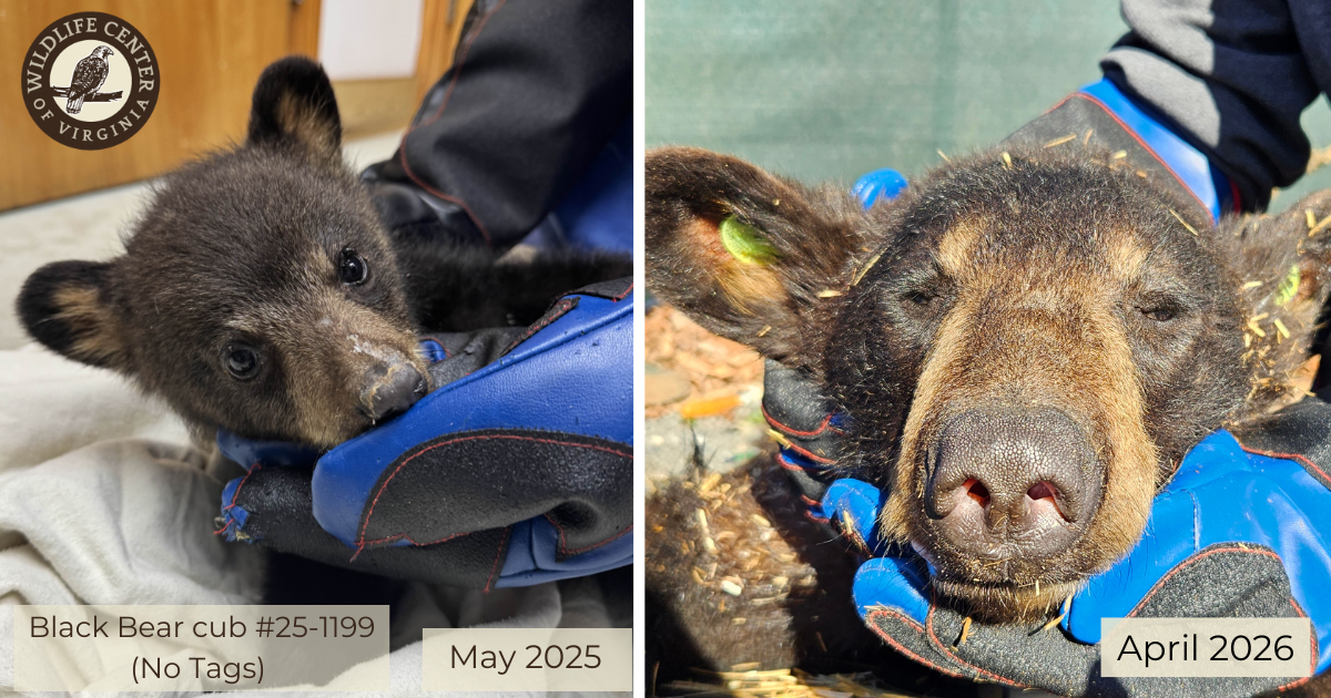 Orphaned bear cubs released back into Virginia wild