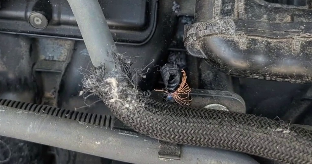 DC's rat problem reaches new heights after pregnant rodent causes $15,000 in damage to car