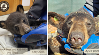 Orphaned bear cubs released back into Virginia wild