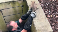 7 fox kits rescued after being trapped in a window well in Alexandria