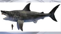 Maryland designates megalodon the official state shark