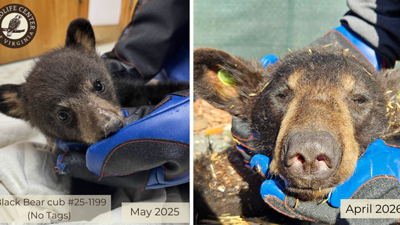 Orphaned bear cubs released back into Virginia wild
