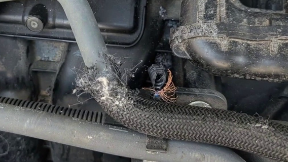 Pregnant rat causes $15,000 in damage to car during DC visit, highlighting growing rodent problem