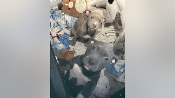 Two puppies stolen during break-in, police say