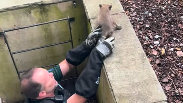 7 fox kits rescued after being trapped in a window well in Alexandria