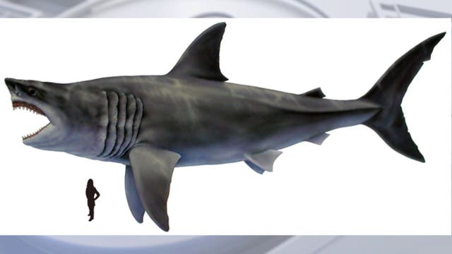 Maryland designates megalodon the official state shark