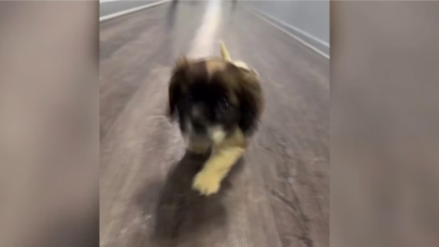 5 arrested for burglary in DC; puppy taken from home still missing