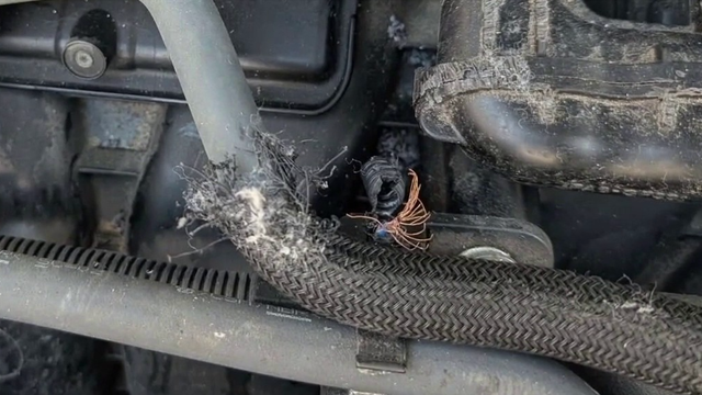 Pregnant rat causes $15,000 in damage to car during DC visit, highlighting growing rodent problem