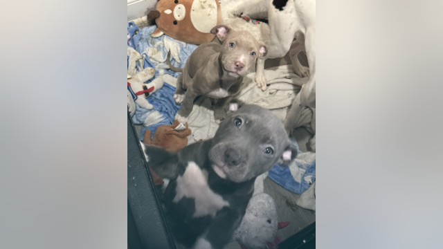 Two puppies stolen during break-in, police say