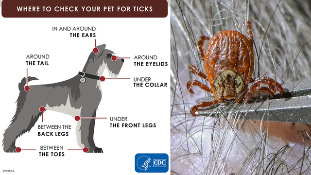 What to do if your dog has a tick and how to handle it safely