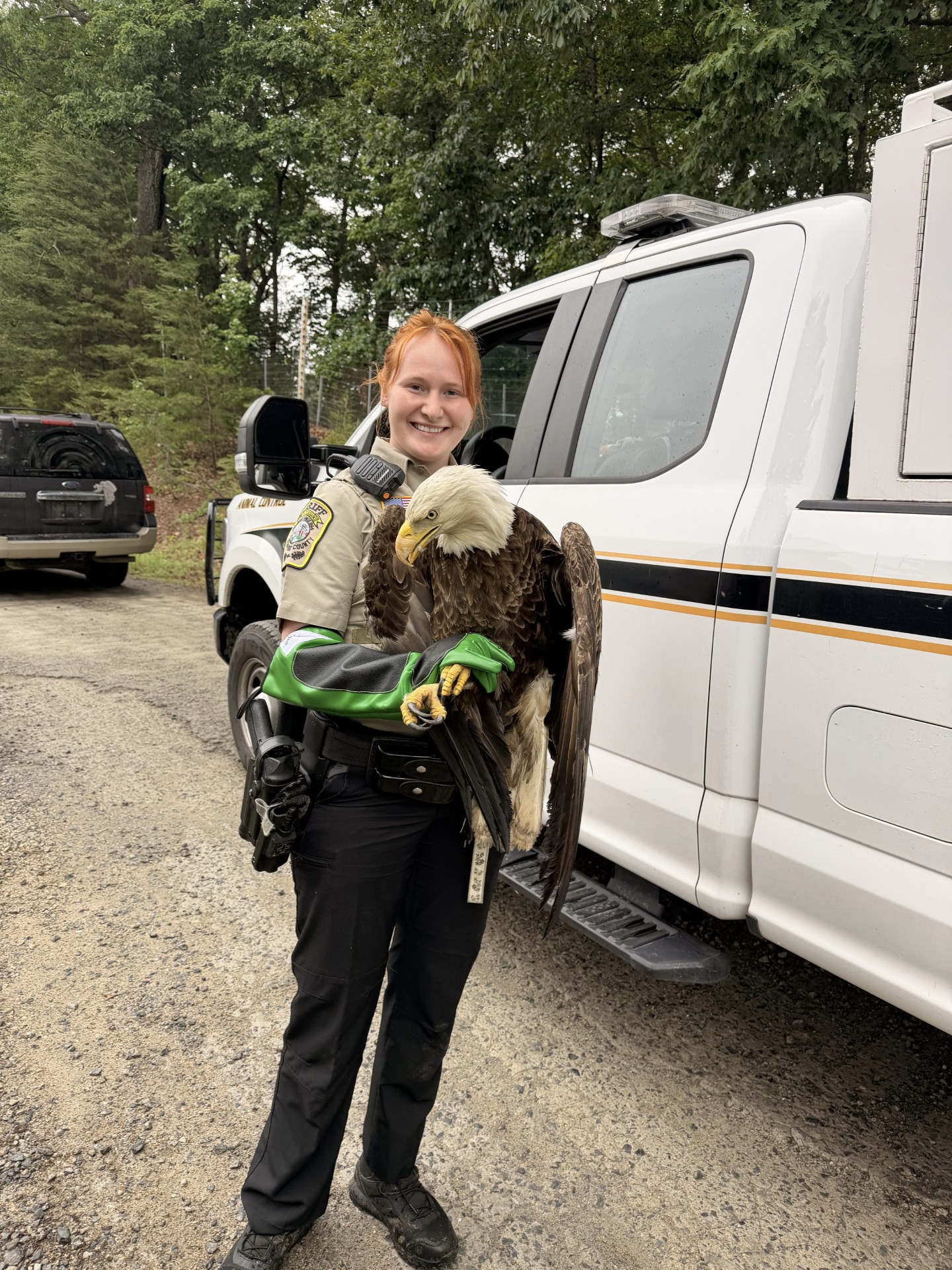 Injured bald eagles rescued in Stafford County