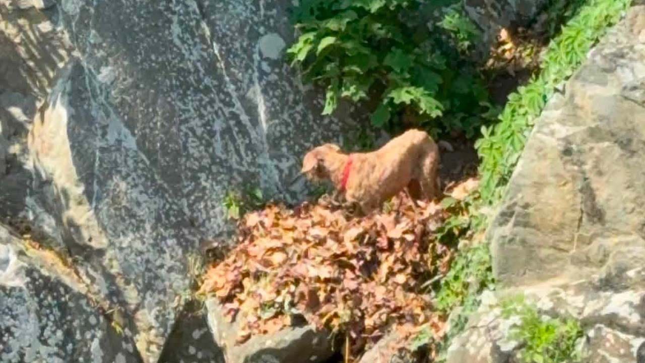 DC fireboat rescues dog stuck on rocks along Potomac River