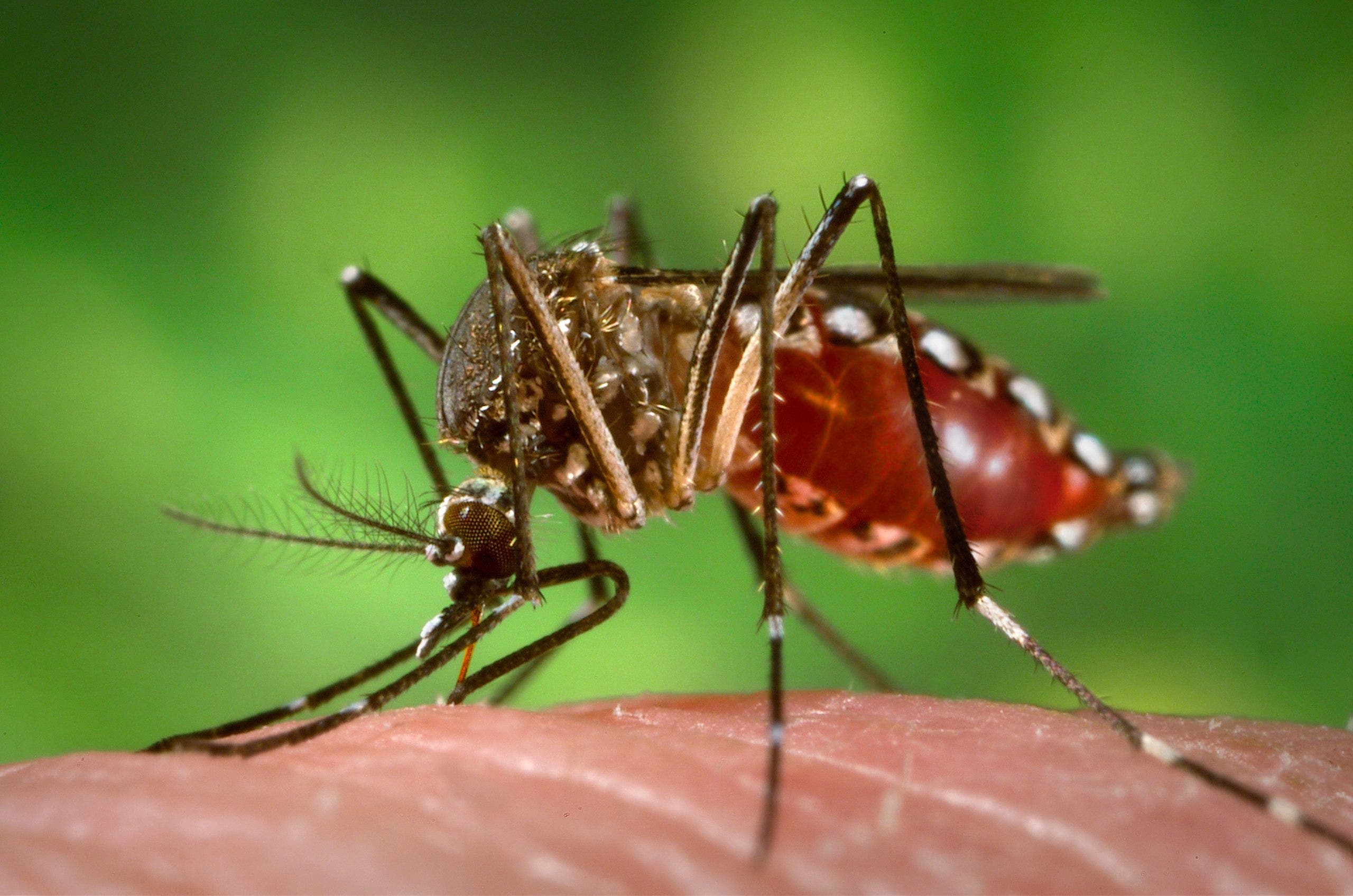 DC ranks in 'Top 10 worst mosquito cities' in the U.S., new list shows