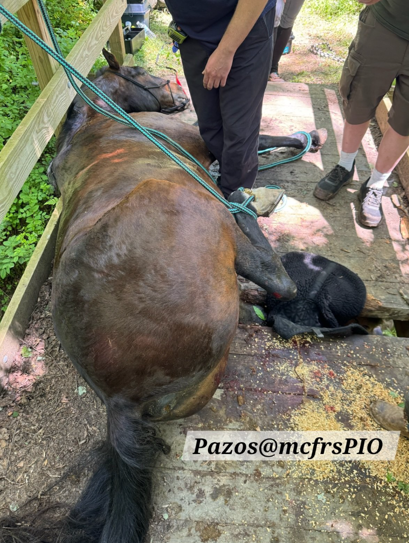 Horse rescued after leg trapped on bridge at Patuxent River State Park