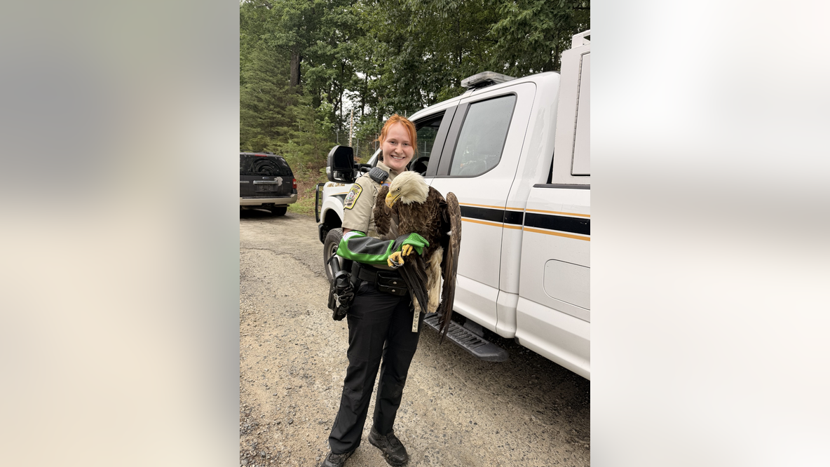 Injured bald eagles rescued in Stafford County