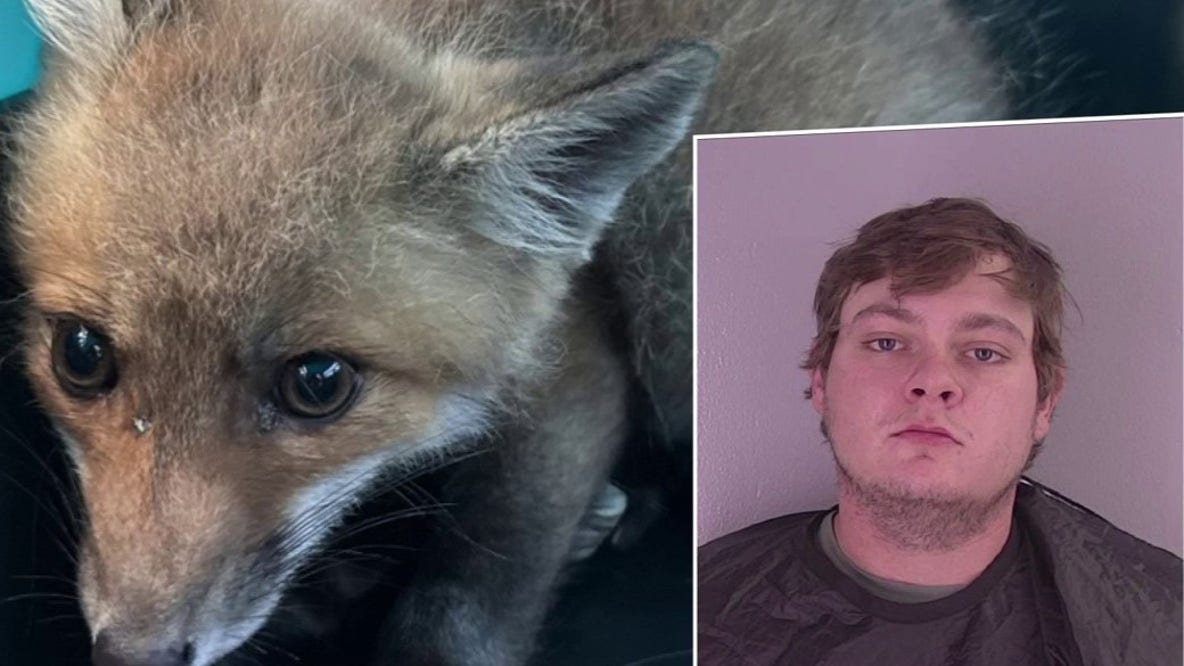 Man accused of capturing, trying to sell baby fox