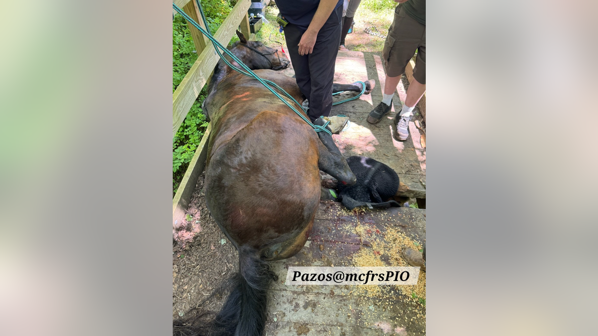 Horse rescued after leg trapped on bridge at Patuxent River State Park