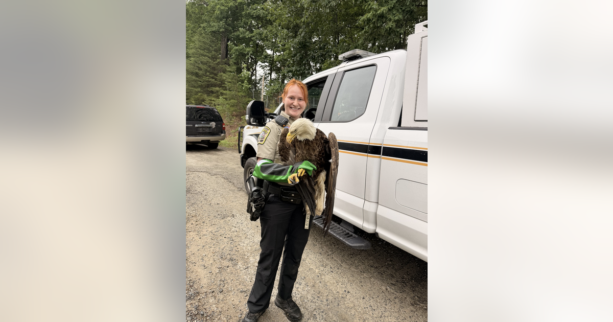 Injured bald eagles rescued in Stafford County