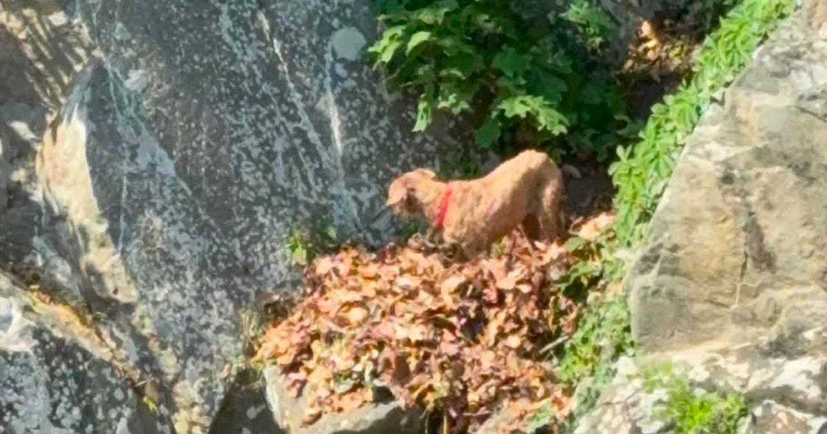DC fireboat rescues dog stuck on rocks along Potomac River