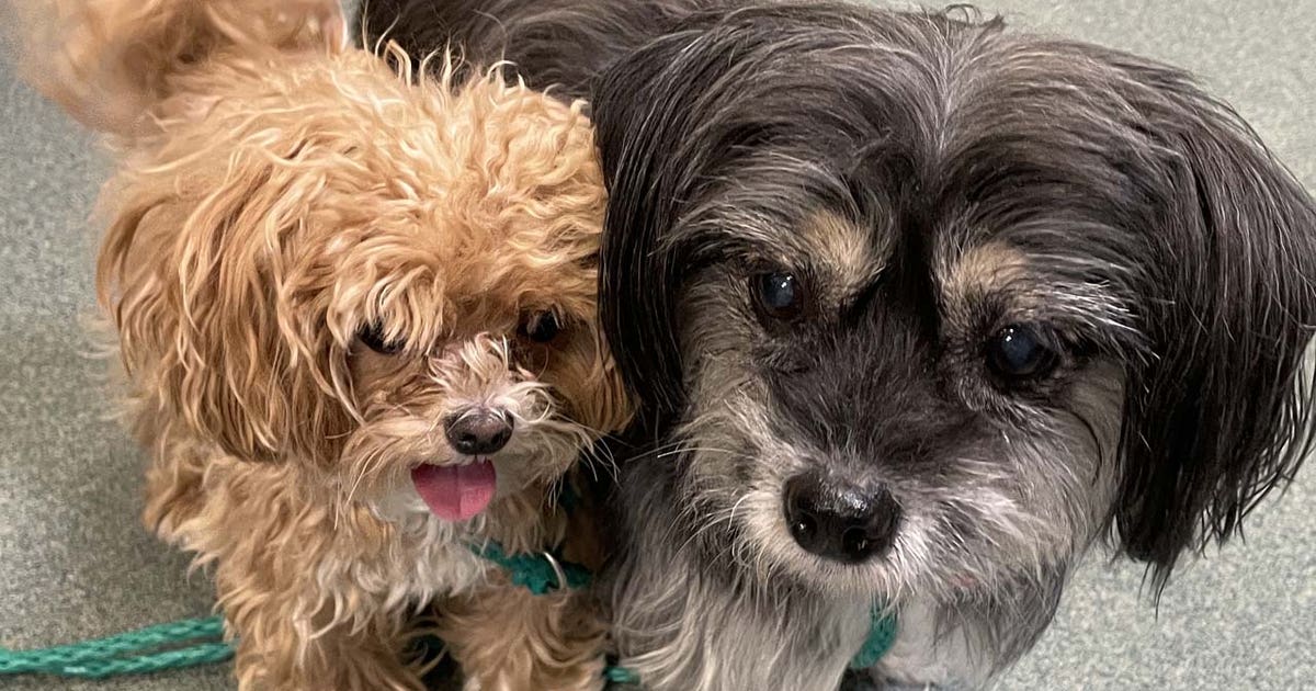 Fairfax County police seek help reuniting 2 missing dogs with family