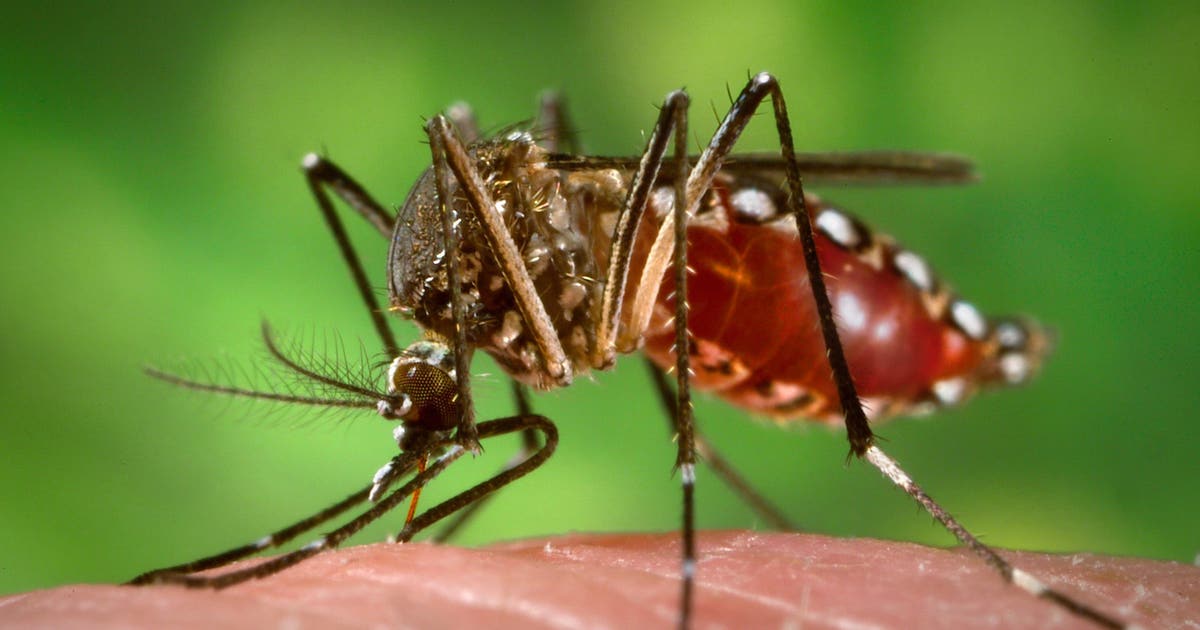 DC ranks in 'Top 10 worst mosquito cities' in the U.S., new list shows