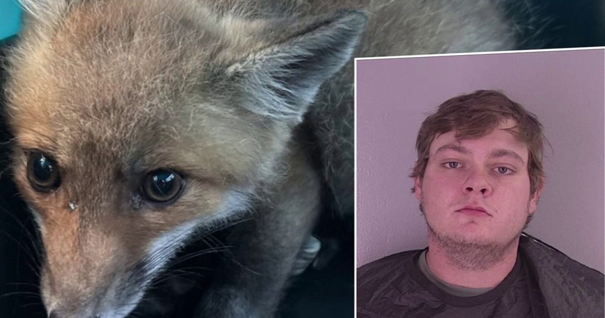 Man accused of capturing, trying to sell baby fox