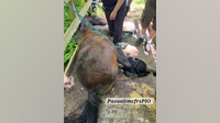 Horse rescued after leg trapped on bridge at Patuxent River State Park