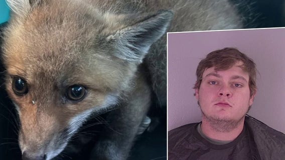 Man accused of capturing, trying to sell baby fox