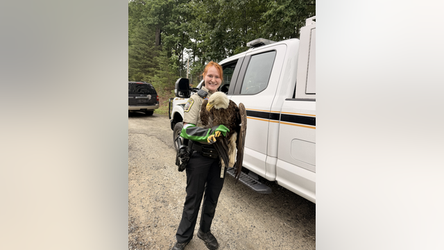 Injured bald eagles rescued in Stafford County