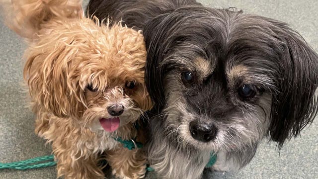 Fairfax County police seek help reuniting 2 missing dogs with family
