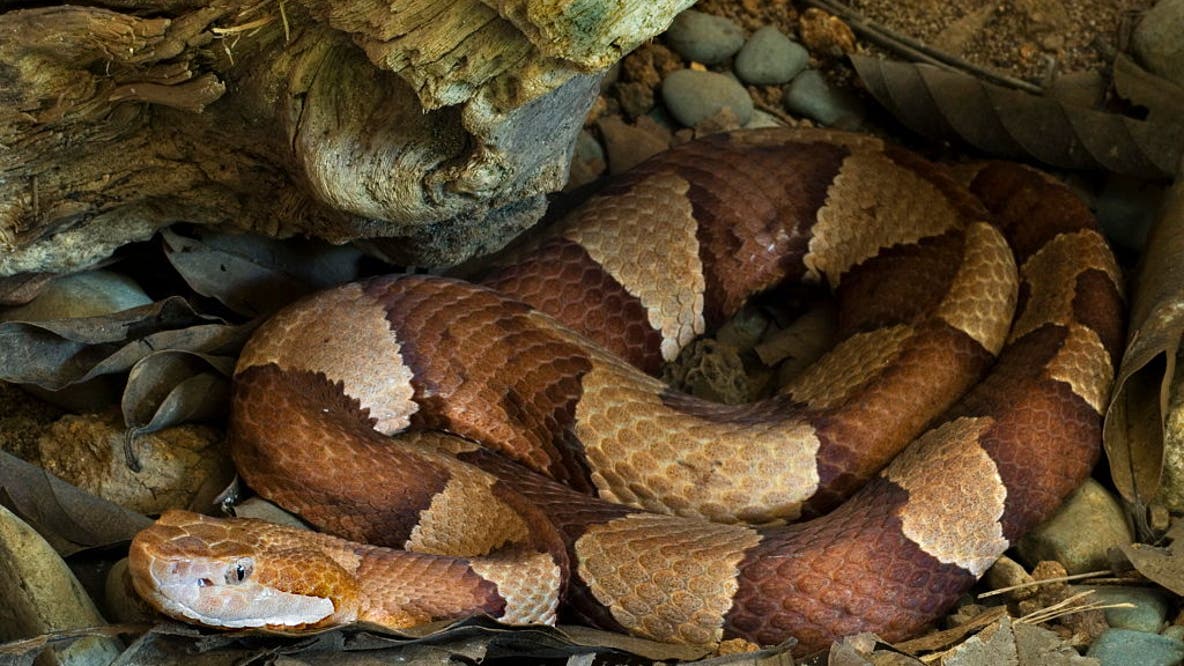 Experts warn copperhead season is starting early in Northern Virginia