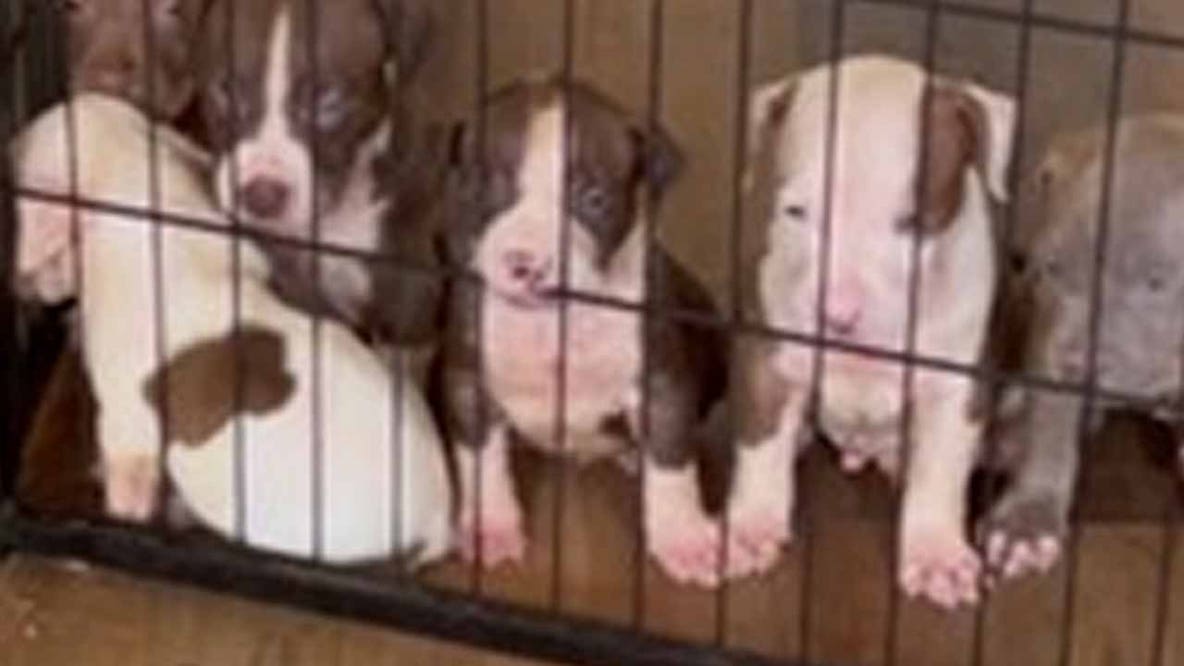 Pit bull puppies stolen during DC burglary