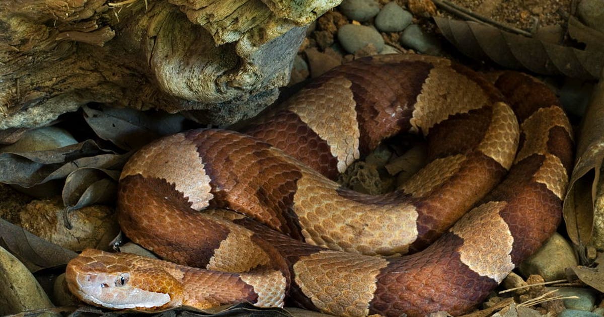 Experts warn copperhead season is starting early in Northern Virginia