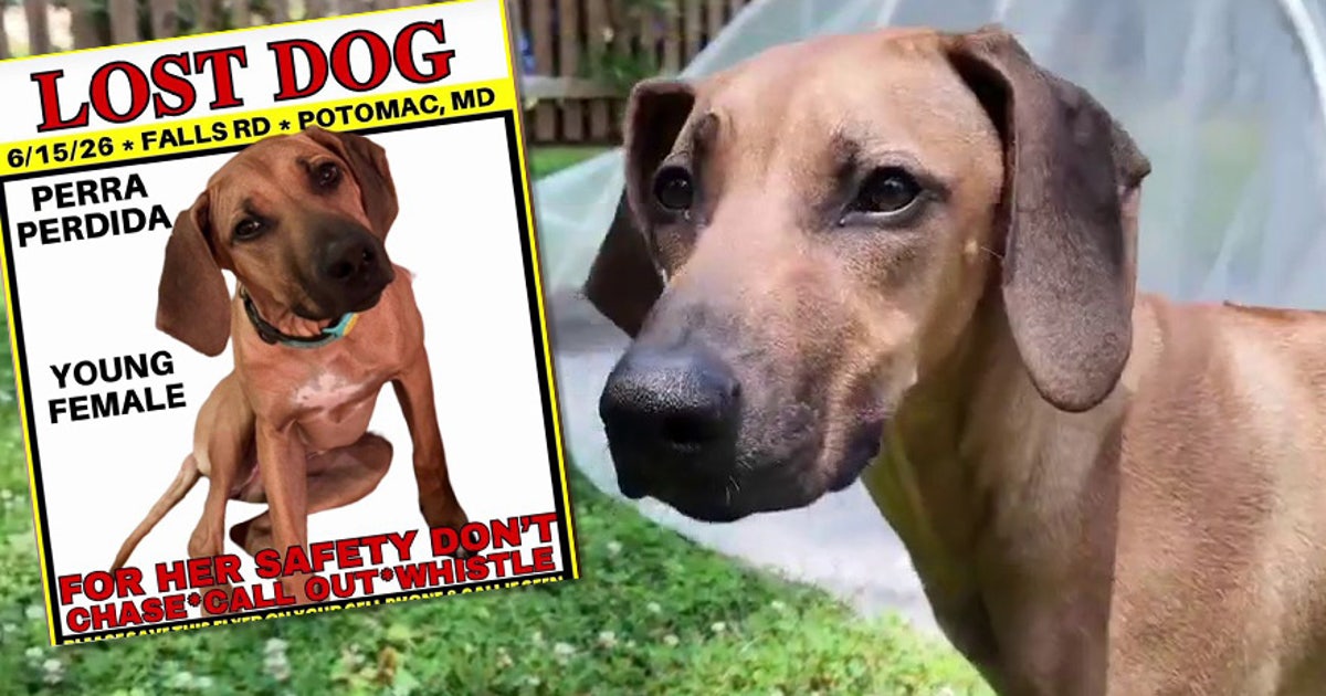 Maryland family's dog found after escape from Potomac kennel