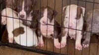 Pit bull puppies stolen during DC burglary