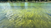 Trump blames Reflecting Pool issues on vandalism, says arrests made
