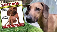 Maryland family's dog found after escape from Potomac kennel