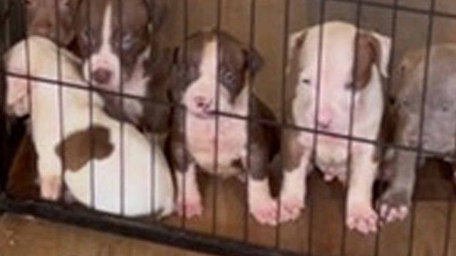 Pit bull puppies stolen during DC burglary