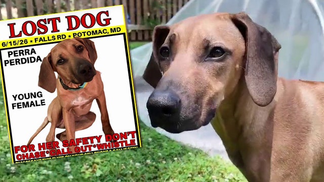 Maryland family's dog found after escape from Potomac kennel