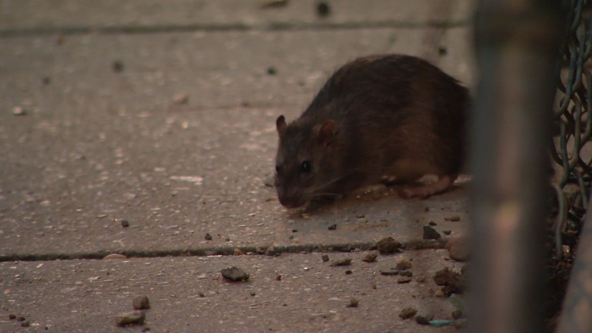 DC launches new rat control dashboard