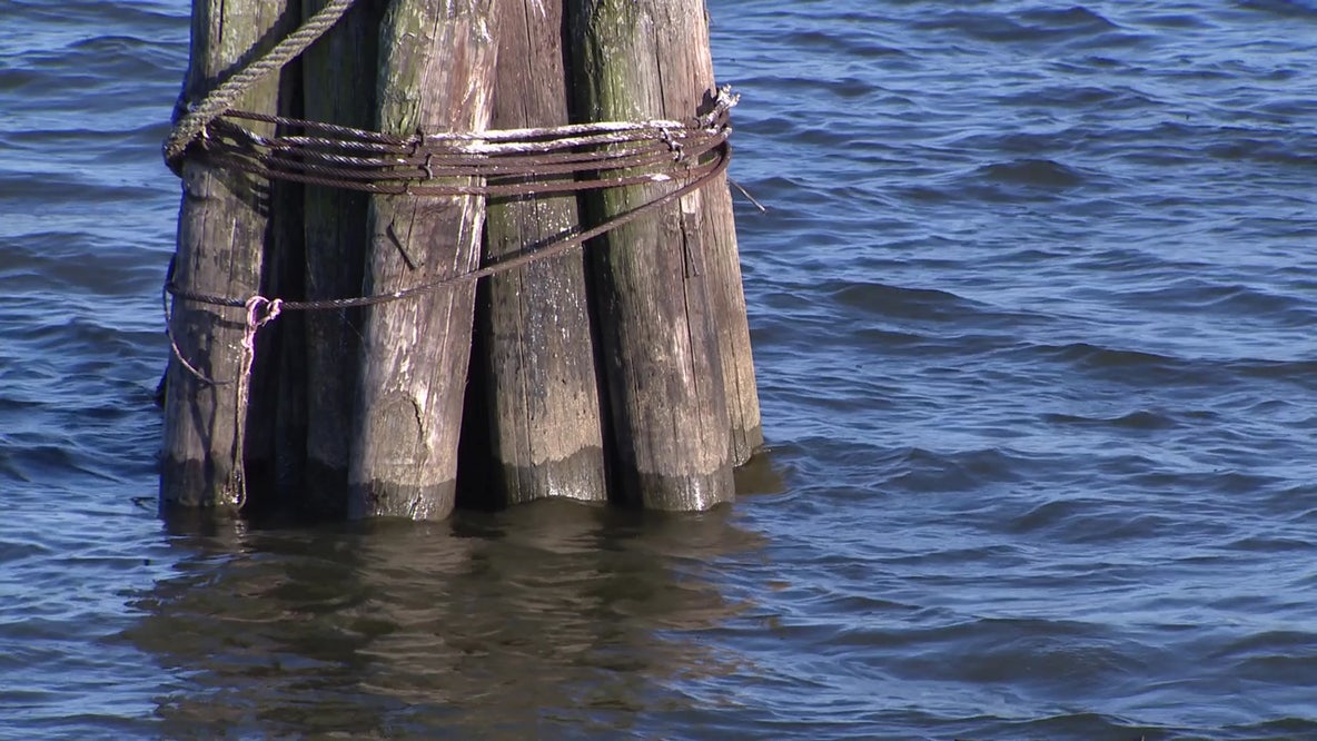 Potomac River fish kill: Thousands of dead fish found; officials say no link to sewage leak