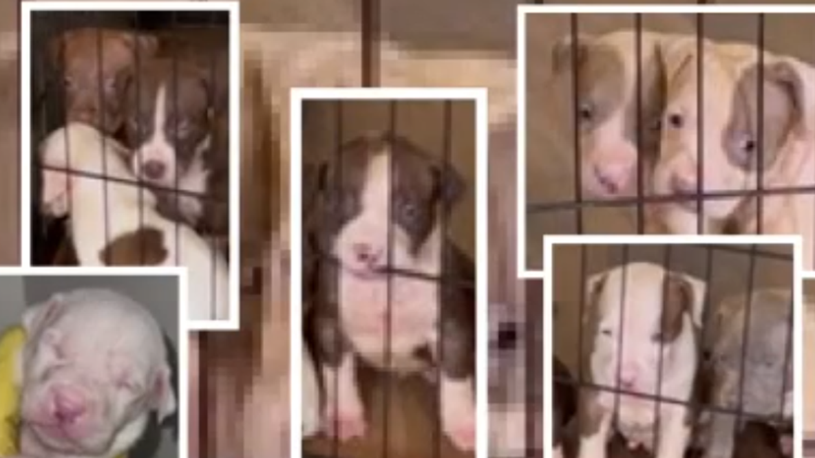 8 pit bull puppies stolen from Southeast DC home